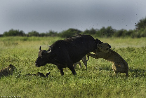 Cuộc chiến sinh tồn kéo dài khoảng 20 phút, nhưng đáng tiếc, bầy sư tử quá đông, trâu mẹ không thể nào thắng được.
