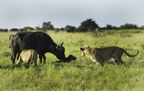 Trâu mẹ dùng chân đá và sẵn sàng chiến đấu với bầy sư tử.