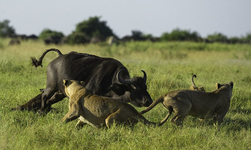 Trâu mẹ dường như quên đi mạng sống để thách thức bầy sư tử.