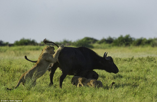 Trâu mẹ nỗ lực hết sức chống trả sư tử dù một con sư tử đã nhảy lên lưng nó.