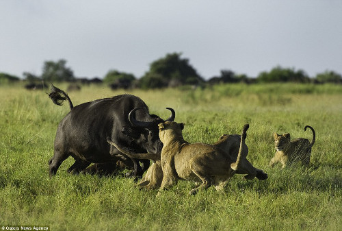 Ngay lập tức, bản năng làm mẹ của trâu mẹ trỗi dậy. Nó chạy đến bên cạnh nghé con.