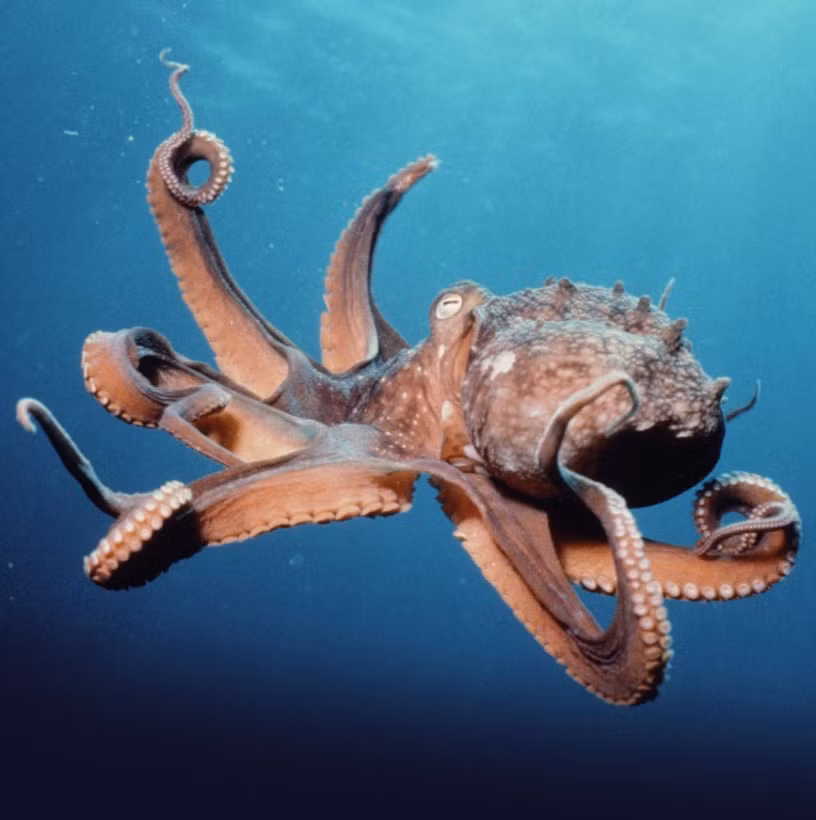  Bạch tuộc có tận 3 quả tim!