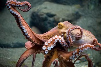 Ở Hàn Quốc, người ta ăn bạch tuộc SỐNG!