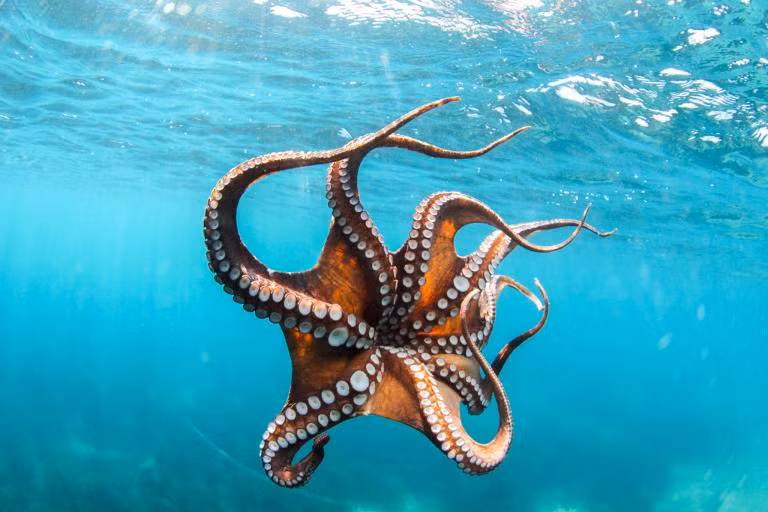 Một con bạch tuộc không phải có 8 cánh tay, mà là có 6 cánh tay và 2 chân. 