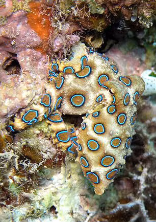 Bạch tuộc nhẫn xanh là một trong những loài động vật biển độc nhất thế giới. Một vết cắn của nó có thể giết chết bạn. Hiện chưa có huyết thanh kháng loại nọc độc này. 