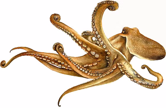 Bạch tuộc di chuyển thật nhẹ nhàng và uyển chuyển. Thế nhưng không giống như hầu hết các loài động vật khác, bạch tuộc di chuyển không có nhịp điệu. 