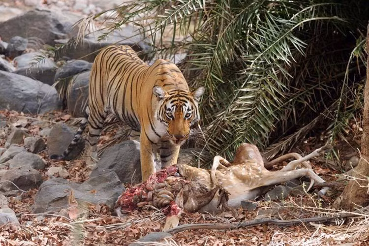 Cách thức một con hổ săn mồi: ban đầu nó rượt đuổi con mồi, nằm rình rồi chế ngự con mồi trước khi cắn xé nó.