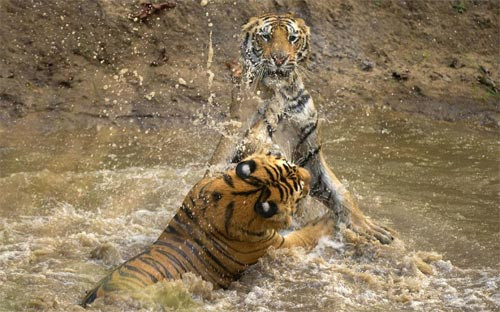 Hổ thích nước và chúng bơi rất giỏi.
