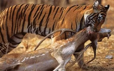 Hổ ăn nhiều loại động vật khác nhau tùy theo khu vực mà chúng sống, gồm: linh dương, lợn đực, trâu, lạc đà, cá và ngựa.