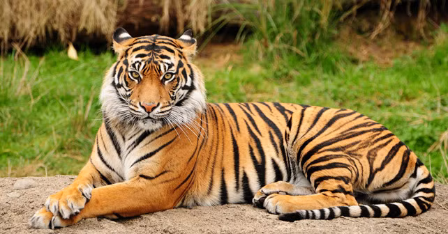  Loài hổ hoang dã có thể sống tới 26 năm cả trong tự nhiên và khi bị nuôi nhốt. Chúng thích sống trong rừng, đồng cỏ và các đầm lầy.