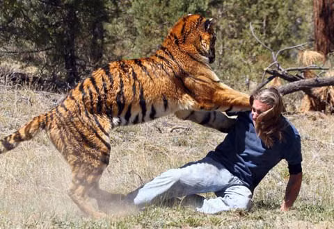 Cách hành xử của con người có thể khiến cho loài hổ cảm thấy bị đe dọa và khiến chúng tấn công con người.