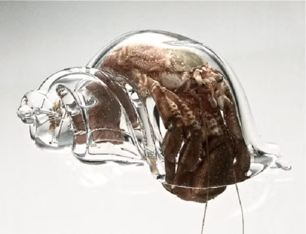 Mỗi con cua trong dự án của nghệ sĩ Inomata đều có riêng cho mình một ngôi nhà rất đẹp.