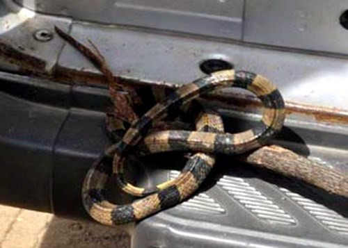 Không chỉ xe máy, ô tô cũng là nơi được rắn “ghé thăm” khá thường xuyên, thậm chí có những con rắn rất độc.