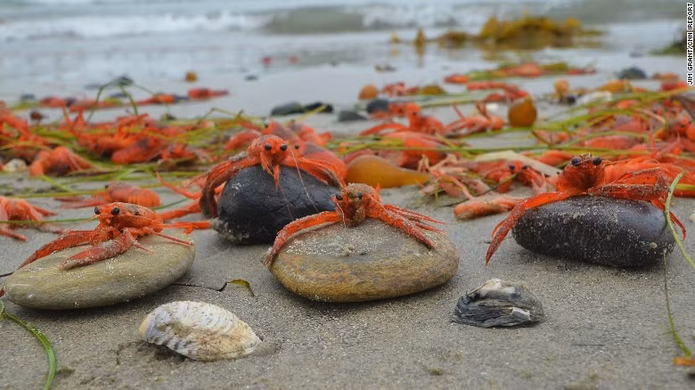  Loài cua kỳ lạ này là một loài giáp xác rất thú vị bởi trong suốt vòng đời (từ ấu trùng đến khi trưởng thành), chúng có thể sống trong những cột nước xoáy từ bề mặt xuống tới đáy biển.