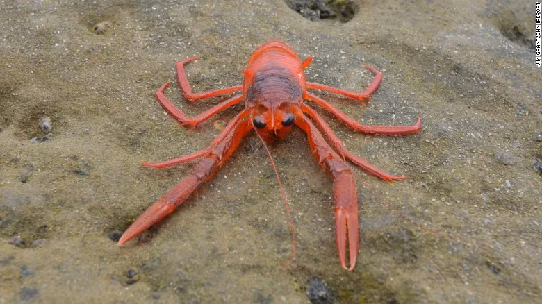 Nhìn qua, bạn có thể nhầm những con cua này với những con tôm nhưng thực chất chúng là loài cua đỏ tuna (tên khoa học là Pleuroncodes planipes).