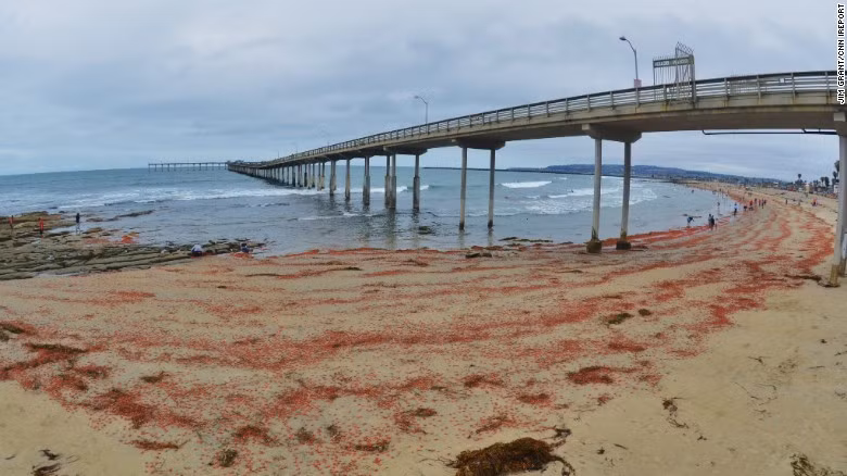 Đó cũng chính là lý do tại sao chúng dễ dàng bị cuốn theo những đợt thủy triều, gió hay các dòng thủy lưu.