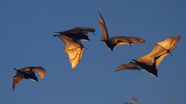 Rất nhiều loài dơi quạ đang phải đối mặt với nguy cơ tuyệt chủng, đặc biệt là loài dơi quạ răng nhỏ bởi chúng chỉ còn đúng 7 cá thể đang sống.