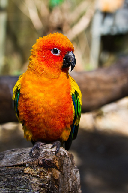 Việc buôn bán chim cảnh cùng với môi trường sống bị thu hẹp khiến vẹt đuôi dài mặt trời và vẹt đuôi dài má xám bị đưa vào danh sách các loài bị đe dọa.