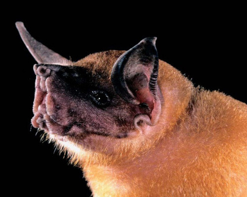 Loài dơi Bulldog. Loài dơi kỳ dị này có nguồn gốc từ Mexico, Trung Mỹ và Nam Mỹ. Ðây là một trong những loài dơi nguy hiểm nhất có khả năng bơi. Chúng có thể sử dụng sóng âm đặc biệt để phát hiện con sóng nhỏ trên mặt nước và dùng móng vuốt bắt cá.