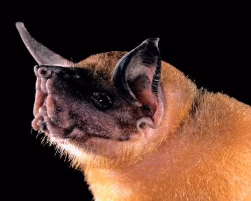 Loài dơi Bulldog. Loài dơi kỳ dị này có nguồn gốc từ Mexico, Trung Mỹ và Nam Mỹ. Ðây là một trong những loài dơi nguy hiểm nhất có khả năng bơi. Chúng có thể sử dụng sóng âm đặc biệt để phát hiện con sóng nhỏ trên mặt nước và dùng móng vuốt bắt cá.