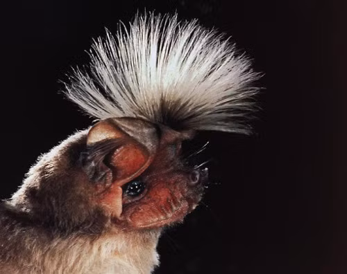 Doi Chapini. Loài dơi có gương mặt quái đản này vô cùng ấn tượng vì kiểu tóc kỳ quặc giữa hai tai. Thức ăn chủ yếu của dơi chapini là côn trùng. Chúng thường sống trong những cánh rừng nhiệt đới ở Trung Phi.