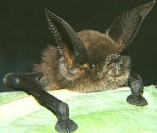 Dơi chân dính. Đây là loài dơi sống ở vùng Madagascar. Chúng có thể tự tạo ra một chất dính như hồ để bám vào các bề mặt trơn, nhẵn.