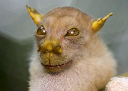 Dơi mũi ống sống tại vùng nhiệt đới trên quần đảo Philippines này gây được sự chú ý nhờ đôi lỗ mũi hình ống kỳ lạ.