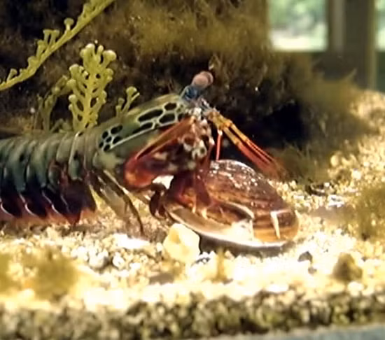 Không con mồi nào có cơ hội thoát khỏi một con tôm bọ ngựa, kể cả một con trai.