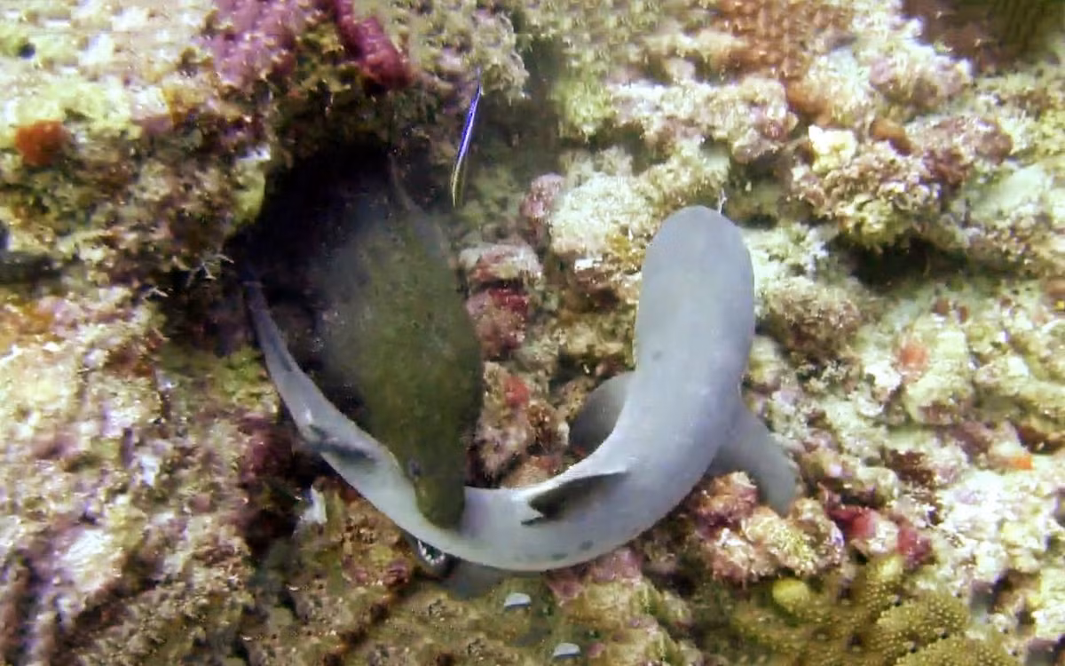 Ngay cả cá mập cũng luôn phải đề phòng nếu không muốn trở thành con mồi ngon cho một con lươn moray.