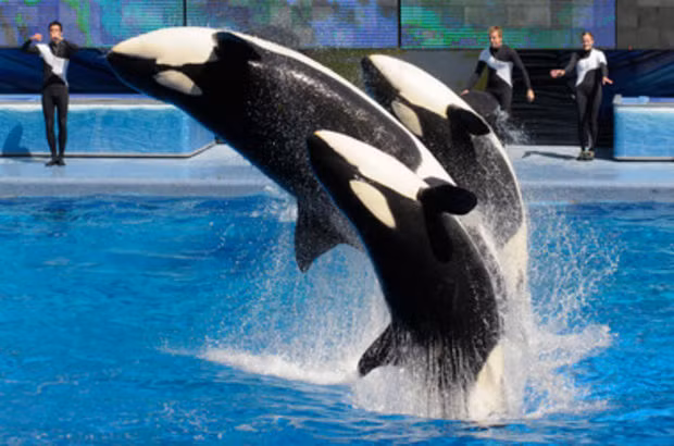 Mặc dù đã được huấn luyện thành thục để biểu diễn nhưng con cá voi hung bạo có tên Shamu vẫn quyết định biến bạn diễn bồ nông thành bữa trưa của mình trước ánh mắt sững sờ của huấn luyện viên và hàng ngàn khán giả.