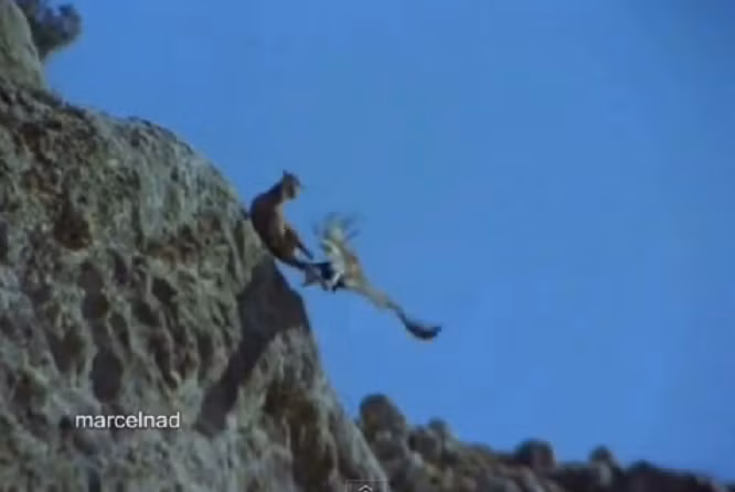 Đại bàng vàng không ngần ngại kéo phăng một con dê ra khỏi vách đá.