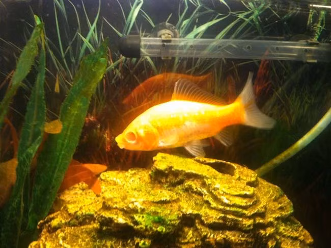 Những con cá khác trong bể chắc hẳn đã khoét mắt con cá này vì lý do nào đó.