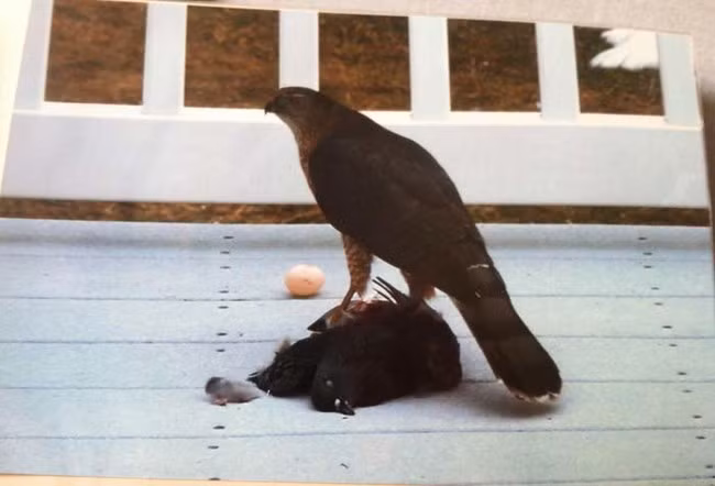 Được biết đến là loài chim hòa bình nhưng con chim bồ câu đen trong bức ảnh này lại khiến ta ớn lạnh khi bỗng chốc biến thành sát thủ máu lạnh, ăn thịt cả đồng loại.