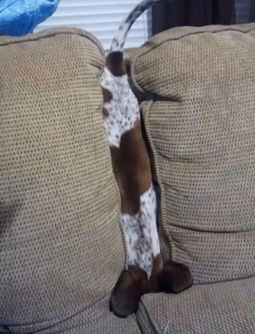 Phải nhanh chóng giải cứu chú chó này, nếu không con chó sẽ bị thiếu oxy mất.