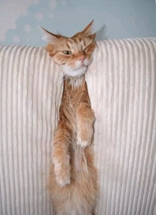 Chú mèo kém may mắn đang tìm chỗ ngủ thì bị rơi vào hoàn cảnh này.