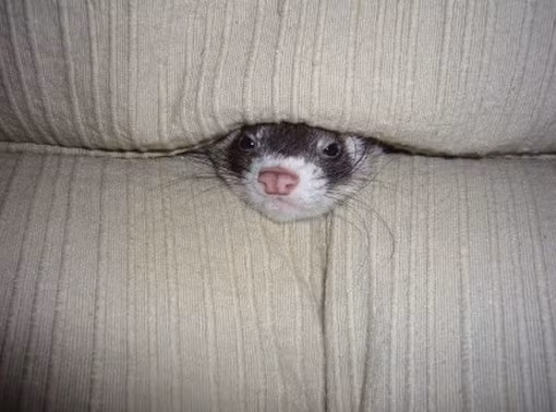 Kể cả chồn sương cũng không thoát khỏi “nanh vuốt” của ghế sofa.