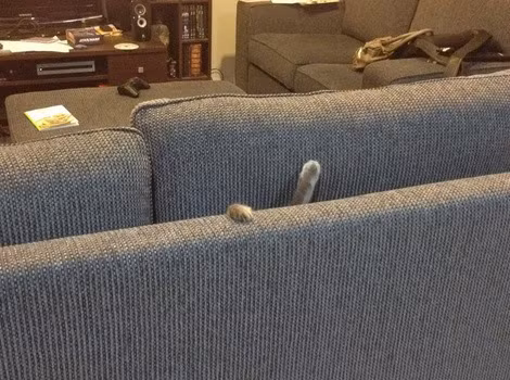 Chắc hẳn con mèo này đang kêu cứu đầy hoảng hốt.