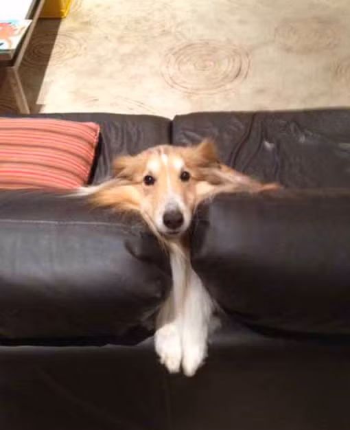 Chú chó phát hiện ra một thứ mùi đặc biệt dưới ghế sofa và tìm cách khám phá.