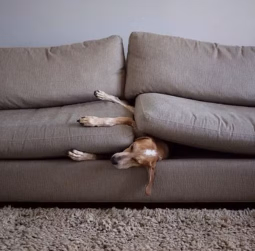 Tầng tầng lớp lớp sofa đè lên người.