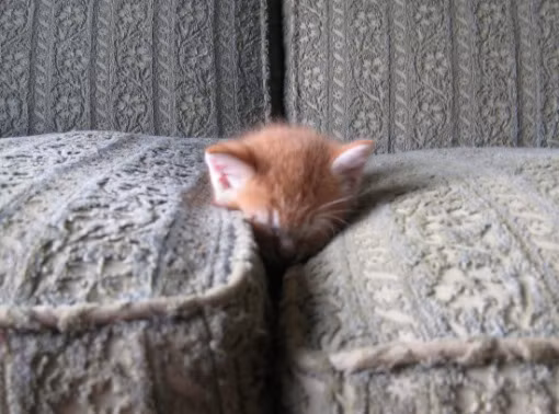 Tất cả những gì chúng ta có thể thấy chỉ là phần đầu, còn toàn bộ cơ thể đã bị ghế sofa “nuốt chửng”.