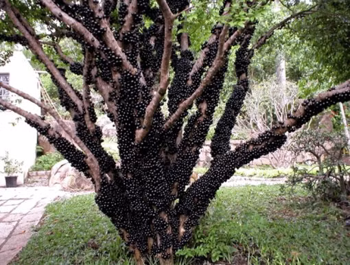 Nho thân gỗ (Jabuticaba) là một loại cây thuộc họ nho nhưng khác với những loài nho thân leo thường thấy, loài nho này có quả không mọc trên cây thân leo, trên giàn mà mọc trực tiếp trên thân cây và cành cây. 