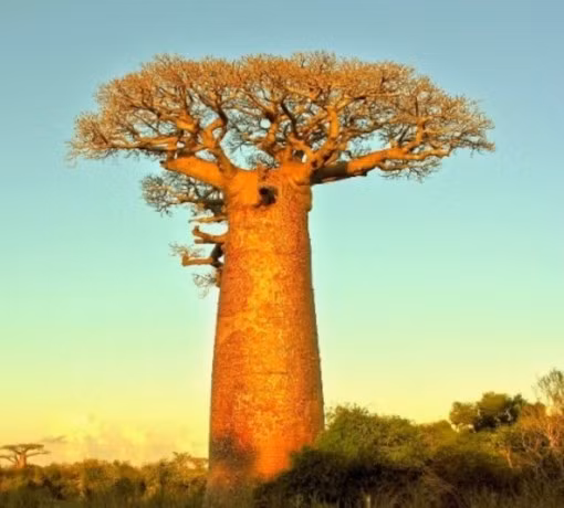 Cây bao báp thuộc họ Gạo và là một trong tám loại cây đặc biệt chỉ sống ở Madagascar, châu Phi hoặc châu Úc. Cây bao báp có khả năng sinh tồn rất mạnh mẽ, ngay cả ở những nơi có điều kiện sống khắc nghiệt nhất. Nó được xem như biểu tượng cho những vùng đất khô cằn của châu Phi. 