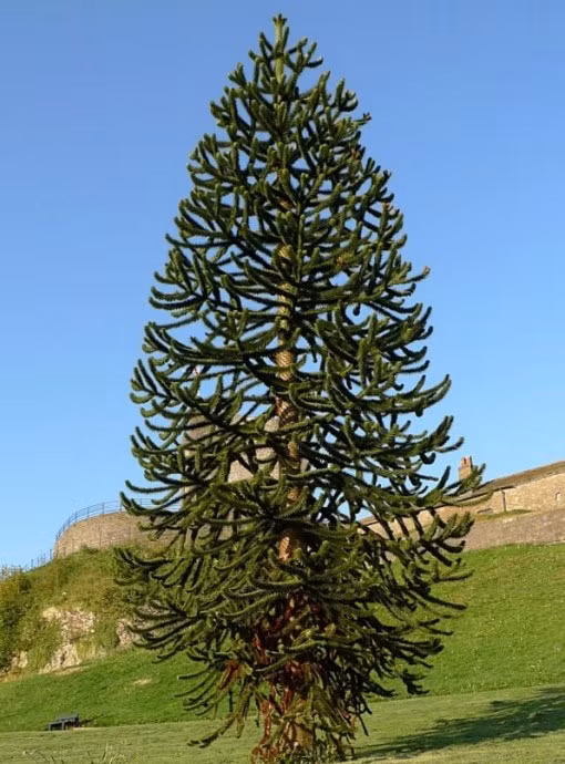 Cây Monkey Puzzle ở Chile. Tọa lạc ở miền nam Chile, cây Monkey Puzzle được ví như là cây thông, nhưng đây không phải là loài thông thực sự. Nhiều năm qua,việc khai thác cây bất hợp pháp cùng chăn thả gia súc đã khiến số lượng loài cây này giảm đi đáng kể. 
