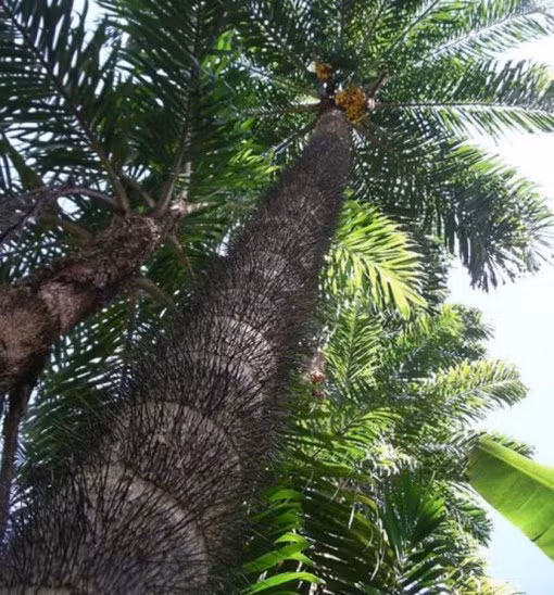 Cây cọ Pejibaye (Bactris gasipaes) là một trong những cây gai trông đáng sợ nhất với hàng nghìn chiếc gai dài và sắc nhọn bao phủ xung quanh toàn bộ thân cây. Cây cọ này có nguồn gốc từ các nước Trung Mỹ như Costa Rica hay Nicaragua. Quả của loại cọ này trông giống như những quả dừa thu nhỏ, có mùi vị rất ngon, đó là lý do chủ yếu người ta trồng loại cọ này. Tuy vậy để lấy được quả của chúng không hề dễ dàng. Những chiếc gai nhọn trên thân cọ Pejibaye thường được người ta dùng làm kim khâu hay lưỡi câu.