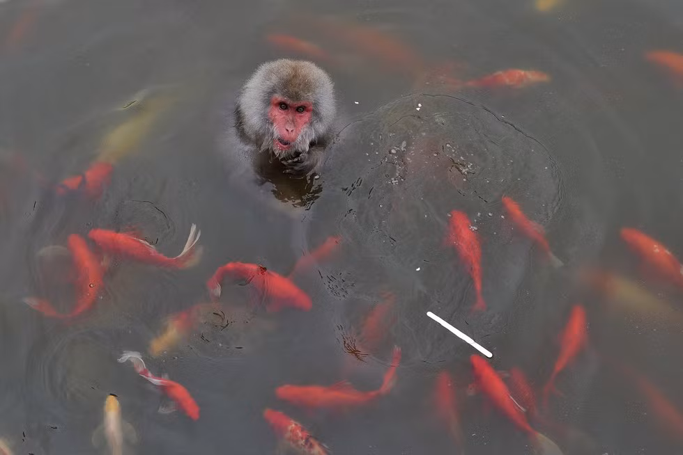 Một chú khỉ táo bạo ăn hết cả cây kem mà nó đánh cắp được trong một cái ao đầy cá chép ở Hợp Phì, Trung Quốc.