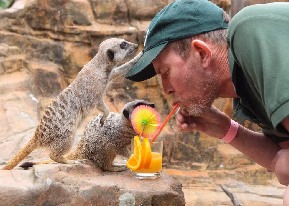 Chồn đất châu Phi và nhân viên sở thú cùng nhau thưởng thức món nước trái cây mát lạnh.