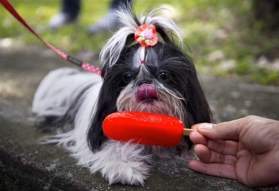 Khuôn mặt đầy thèm thuồng của một chú chó nhỏ trước cây kem hấp dẫn.