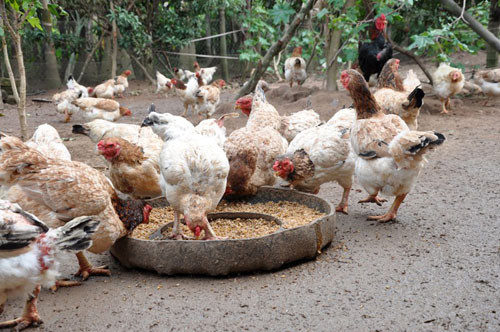 Gà là gia cầm được nuôi nhiều nhất trên thế giới với số lượng 25 tỉ con.