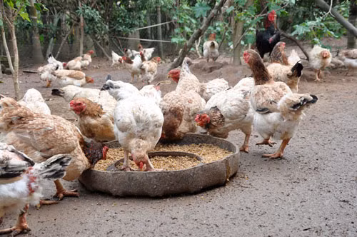 Gà là gia cầm được nuôi nhiều nhất trên thế giới với số lượng 25 tỉ con.