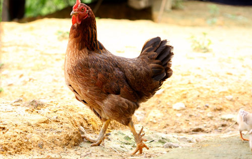 Nhưng nếu "cô nàng" không thích sinh con cho chàng gà trống kia nữa, nó có thể bài tiết tinh trùng của chàng gà trống kia đi.